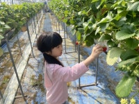 관기초 1~2학년 어린이들, 핑거팜 딸기체험 가다