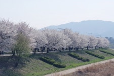 새로운 벚꽃 명소! 감곡면 청미천 벚꽃길!