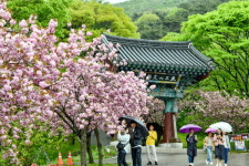 [포토뉴스] 서산 개심사,  문수사 왕벚꽃 만개