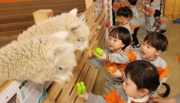 옥천 죽향초병설유치원, 쥬라리움 현장체험학습 실시