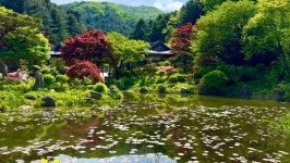 [영상 / 포토] 아침고요수목원 봄꽃페스타, 자연속 화려한 꽃의 향연