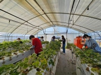 청주시 문화예술과, 일손돕기