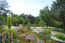 꽃들이 만개한 속초시 설악산자생식물원으로 초대합니다