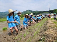 봉양초,손 모내기체험