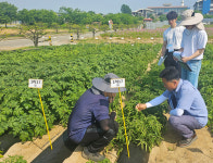 충북농기원, 감자 신품종 지역적응시험 순회평가회 개최