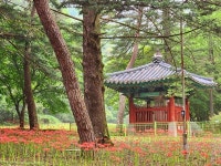 보석사 경내 및 영천암 꽃무릇 50만 주 붉은 손짓