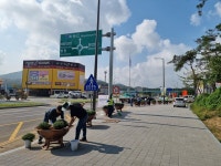 목천읍, 주요 도로변에 국화꽃 식재
