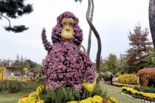[영상/포토] 대전시, 유림공원에서 만나는 꽃향기 가득한 국화축제