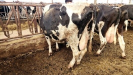 충주시 신니면 젖소농장 럼피스킨 추가 발생