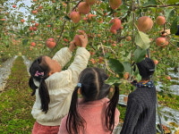 한송초병설유 사과농장 현장체험학습 실시