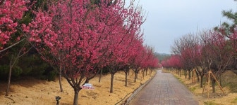 신안군, 만개한 홍매화꽃으로 관광객들 끌어모아