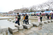 금산천 봄꽃축제