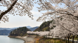 진안 용담호반의 벚꽃