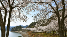 진안 용담호반의 벚꽃