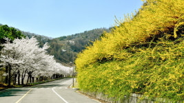 진안 용담호반의 벚꽃