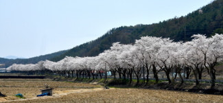 진안 용담호반의 벚꽃