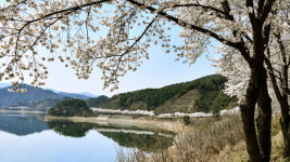 진안 용담호반의 벚꽃
