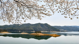 진안 용담호반의 벚꽃