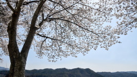진안 용담호반의 벚꽃