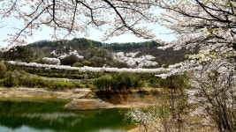 진안 용담호반의 벚꽃