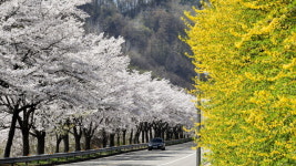 진안 용담호반의 벚꽃
