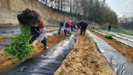 HD현대건설기계(주), 소이면 대장1리 사랑의 옥수수 심기