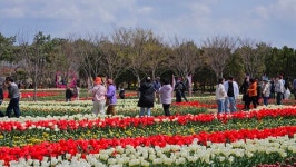 신안군 임자면2025 섬 튤립축제... 튤립과 함께한 10일 간의 로맨스