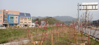 계룡시, 연산천 도로변 가로수 식재 조성 완료
