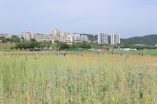 공주시, 미르섬 플로깅 한마당 개최