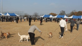 국견 진돗개, 한국 반려문화의 중심으로… 청주서 품성과 전통 재조명