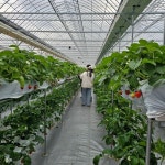 [귀농귀촌] 금산군 군북면 달달구리 딸기농장, 유기농업기술사가 재배한 딸기