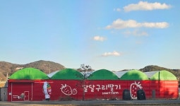 금산 달달구리 딸기농장, 어쩌다 농부에서 체험 명소로