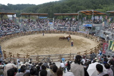 진주시 2015 토요 상설 소싸움 경기장 18일 개장