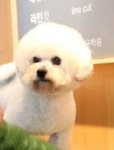 정애견미용학원, 창업 위한 실무 맞춤형 교육 실시