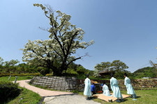 김해시 주촌 천곡리 이팝나무