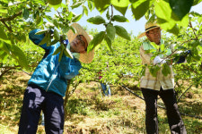 진주시, 농촌일손돕기 구슬땀