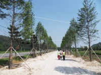 하동군, 옛 남해고속도로에 메타세쿼이아 숲길 조성