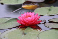 형형색색 꽃향기 가득 신안군 분재공원 주말여행