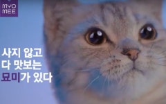 [우리모두뉴스] 롯데렌탈이 알아서 척척 묘미 시스템을 개발했어요
