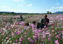 대구시, 금호강 하중도 코스모스 꽃단지 5일까지 개방