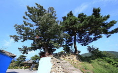 [우리모두뉴스] 경상남도 산청군에서 아주 오래된 마을의 소중한 나무를 보호하고 가꿔요