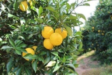 [착한가게 칼럼] 유자로 목욕하면 겨울 감기도 걱정 없다?