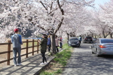 보령시, 제14회 주산 봄꽃축제 개최