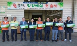 빛그린 광양매실 다압농협에서 첫 출하