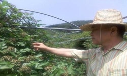 광양시, 백운산 토종복분자 본격 수확