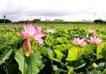 함안연꽃테마파크 홍련·백련·수련연꽃 장관