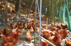 화순군 동물복지농장, 폭염에도 피해 전혀 없어