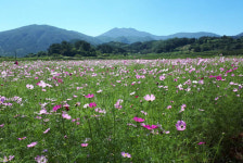 코스모스 열렸네 광주시, 추석연휴 평촌마을 꽃 단지 개방