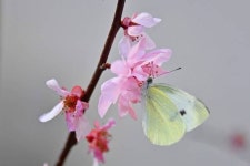 남해군, 나비생태공원 시범 운영