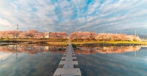 [포토] 서산시 해미천을 물들인 벚꽃